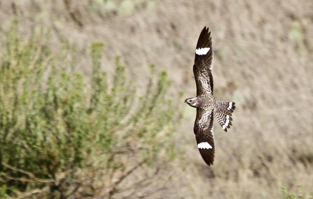 Common Nighthawk by tombenson76 is licensed under CC BY-NC-ND 2.0